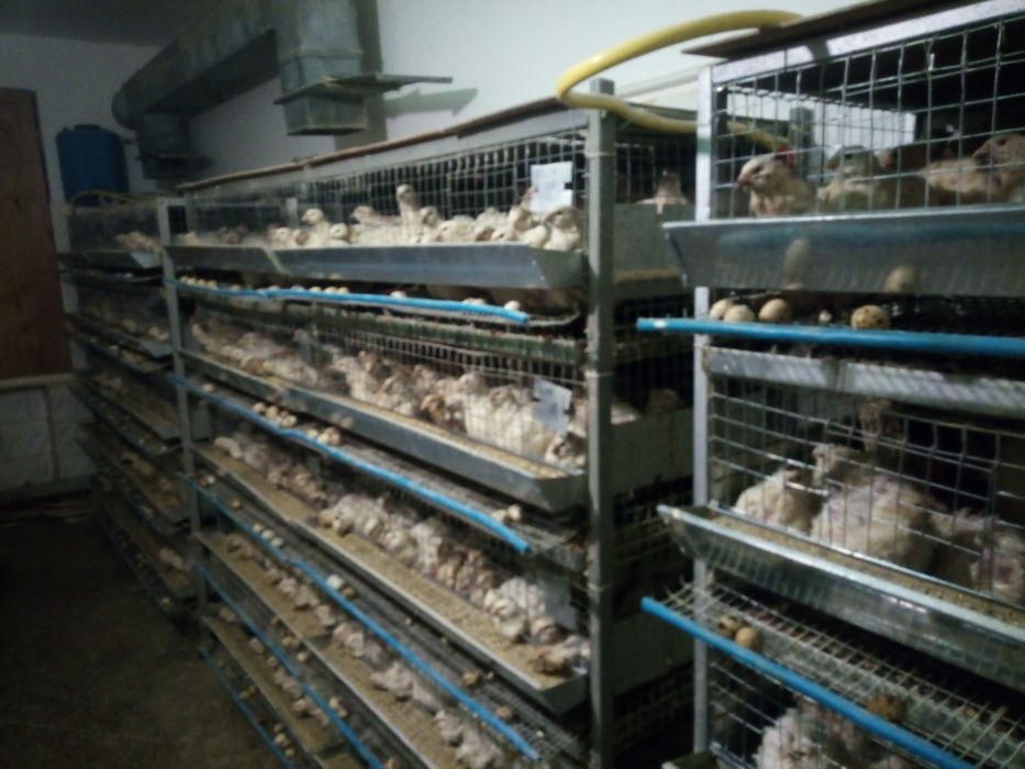 Яйцо инкубационное перепелиное, цыплята любого возраста (техасы).