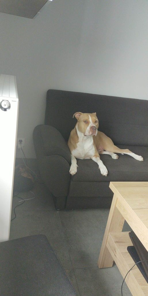 Oddam psa do adopcji. Pitbull 5-letni