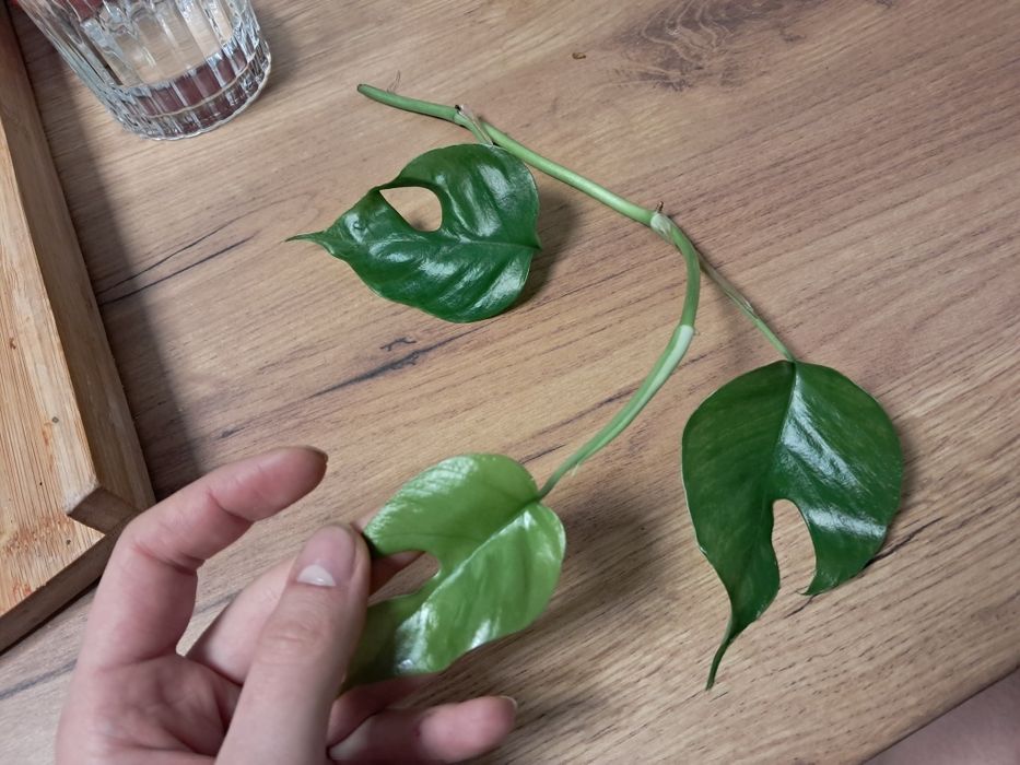 Monstera minima tetrasperma raphidophora