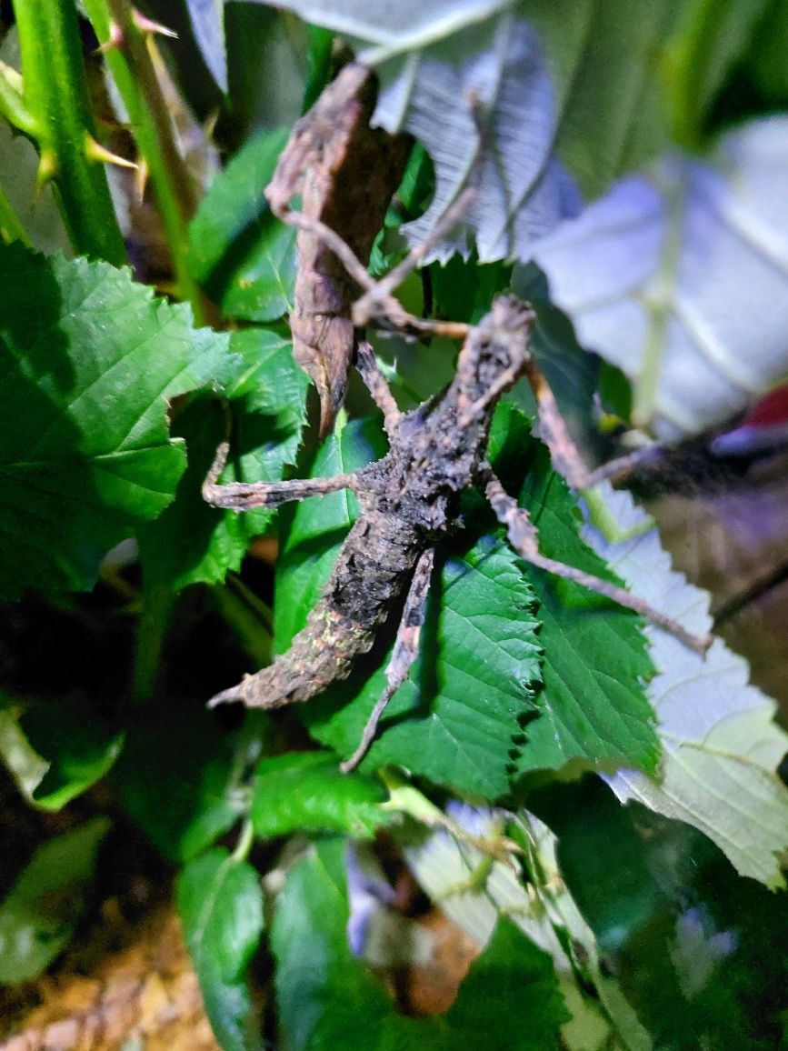 Straszyk TRACHYARETAON sp. North Luzon