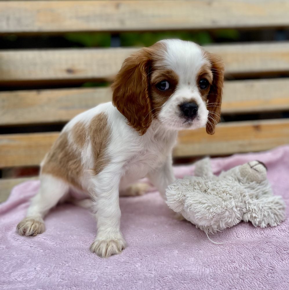 Cavalier king charles spaniel sunia bh