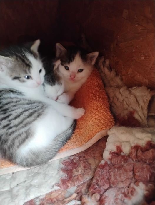 Oddam kotki w dobre ręce