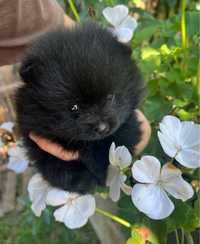Szpic miniaturowy pomeranian czarny typ misio szczeniaczek piesek