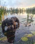 American Bully Mocny Chłopak