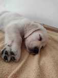 OSTATNI piesek szczeniak golden retriever