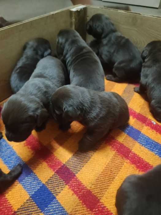 Labrador czekoladowy z rodowodem