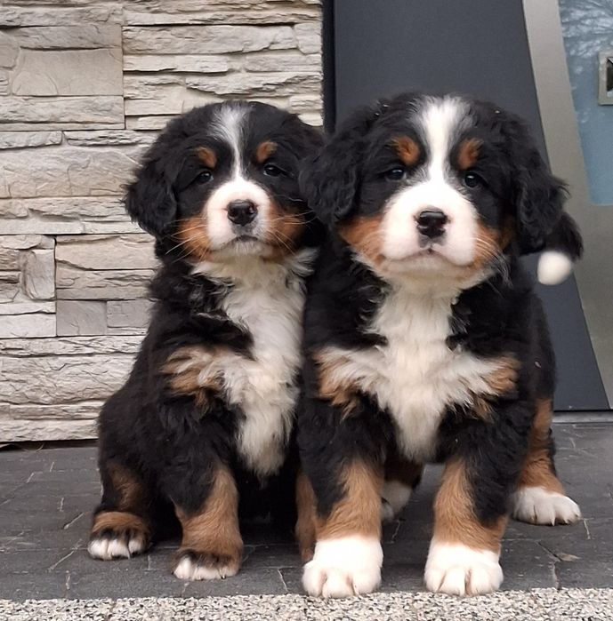 Berneński Pies Pasterski