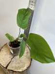 Філодендрон philodendron TENUE