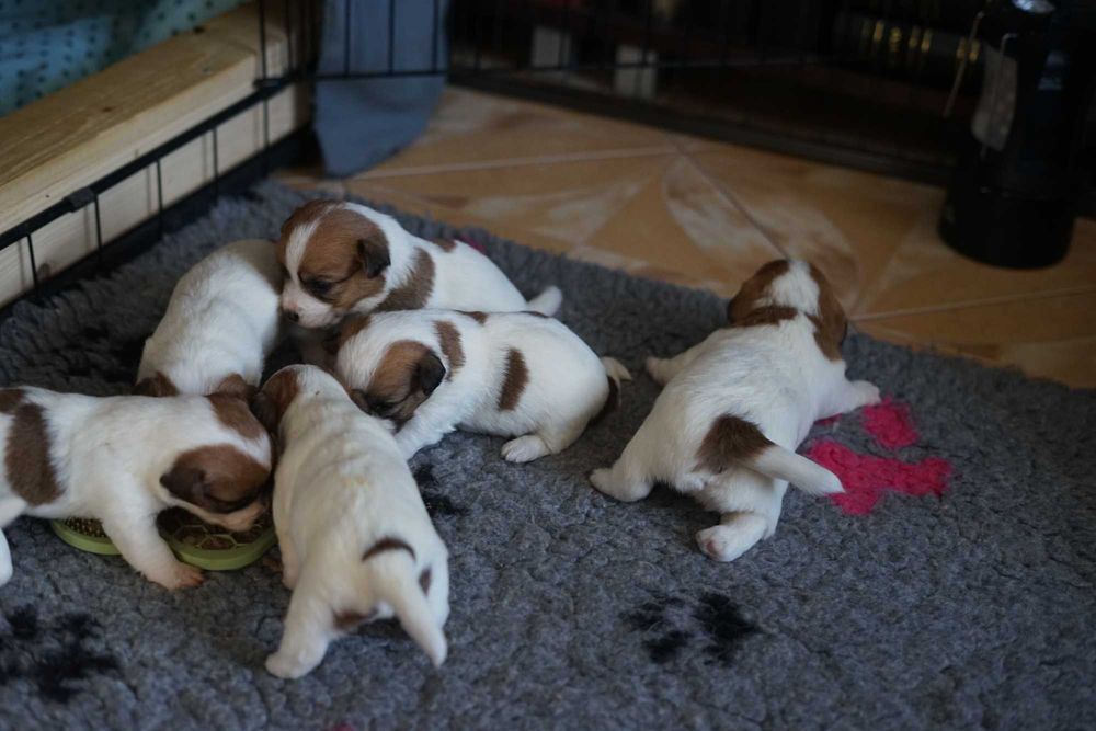 Jack Russell Terrier Piesek ZKwP