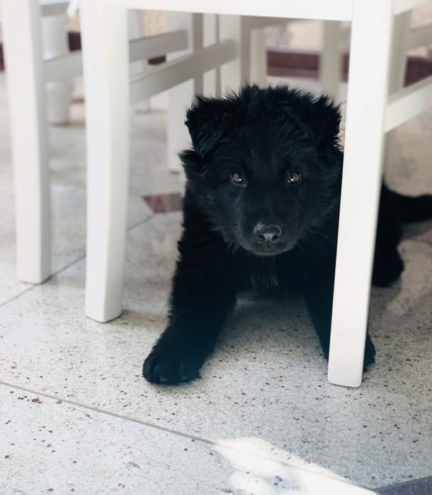 Owczarek Niemiecki długowłosy czarny