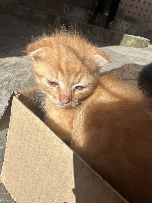 Кошенята в добрі руки Хмельницький