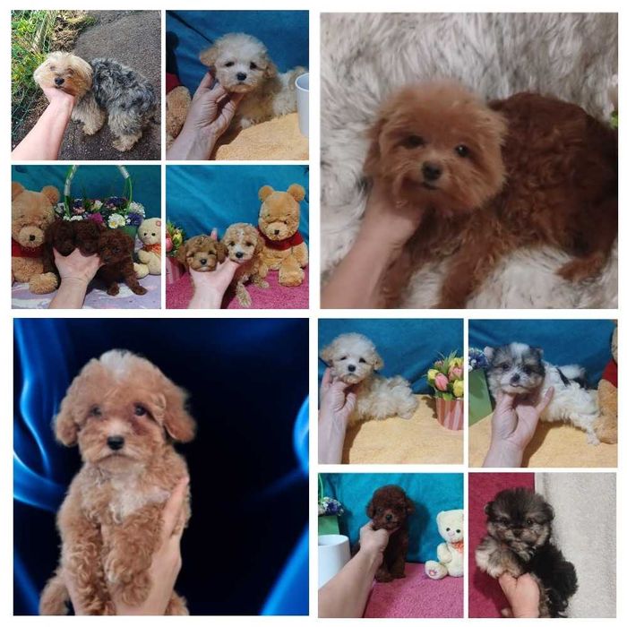 Чудесные мишки. Мальтипу. Доставка по миру. Той пуделя. Ред Браун.