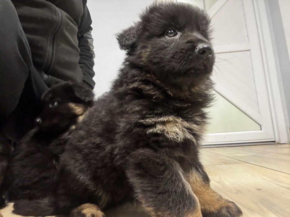 szczeniak owczarek niemiecki