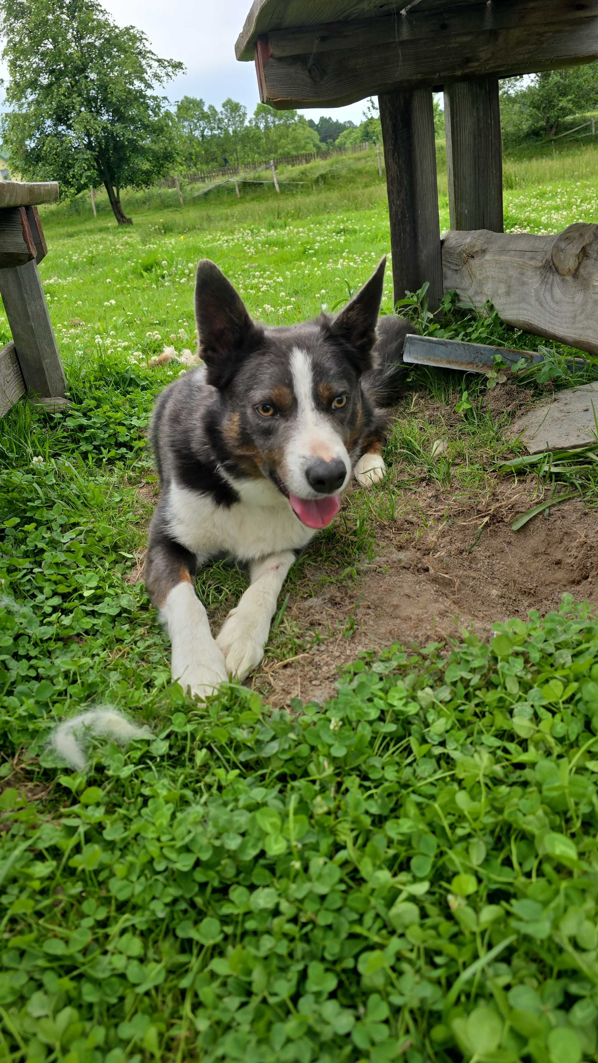 Samiec border collie z rodowodem ISDS