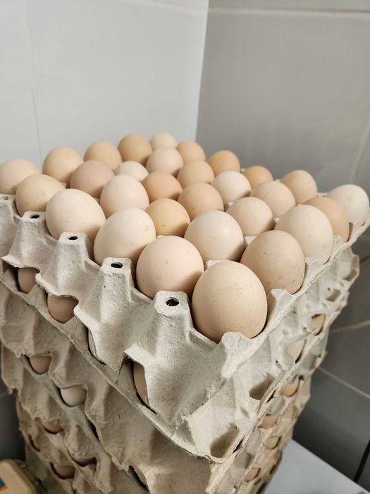 Kury nioski z jajkiem z wolnego wybiegu ! Rossa Dominant Leghorn !