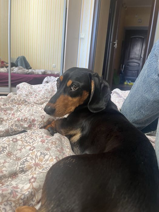 Такса мальчик ищет невесту