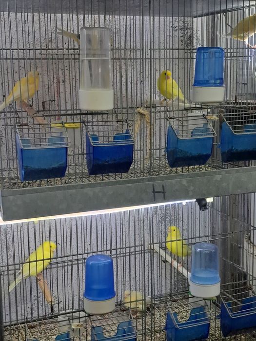 Canários timbrado espanhol