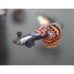Gupik rasowy  ( platinum mosaic dumbo ears )