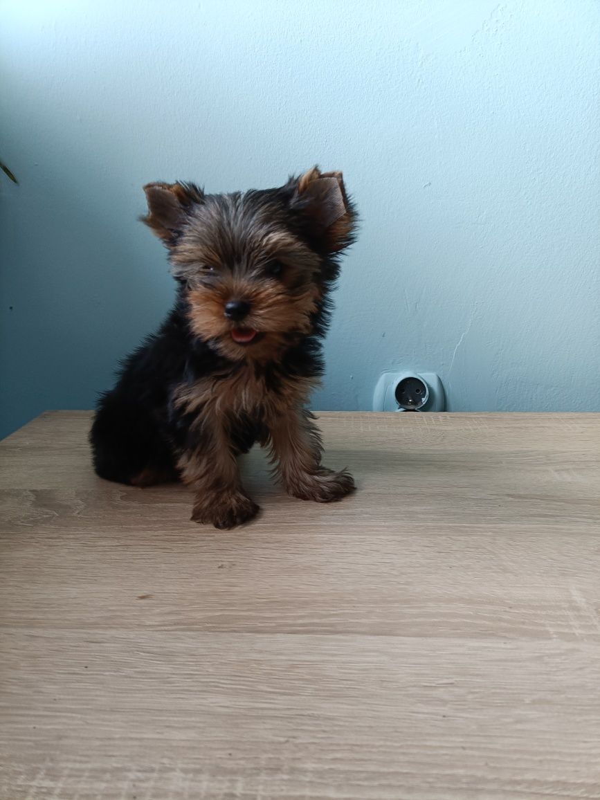 Yorkshire Terrier Yorki Pies