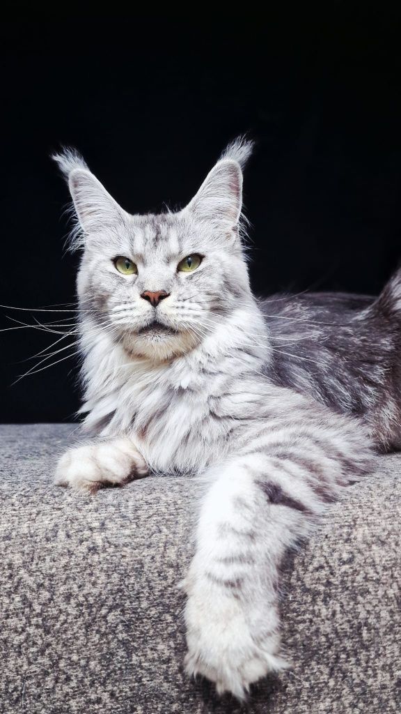 Maine coon, przepiękna kotka czarna srebrzysta klasycznie pręgowana