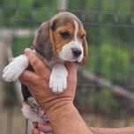 Chłopiec Beagle piesek szczenięta