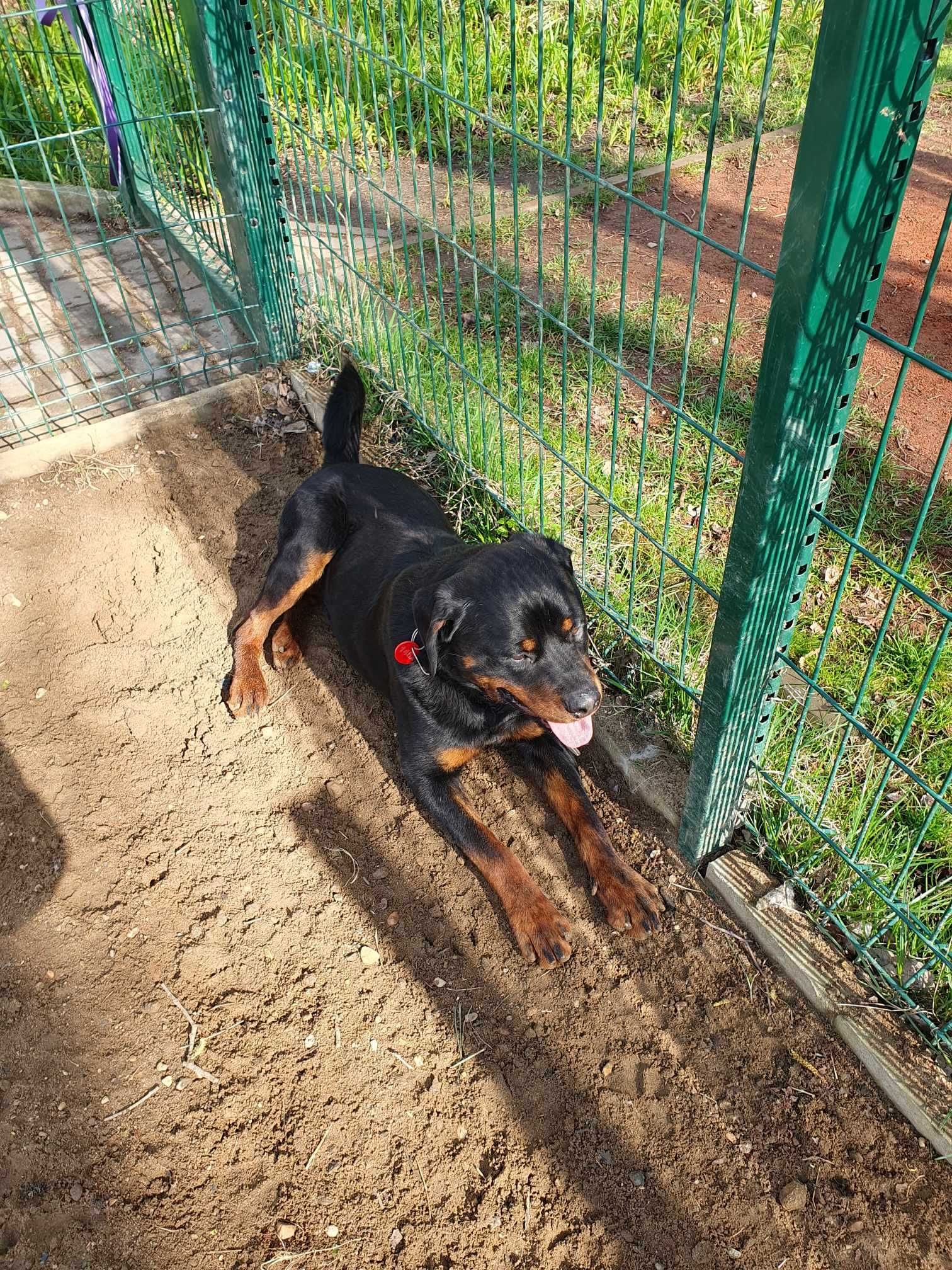 Nando w typie rottweilera - schronisko