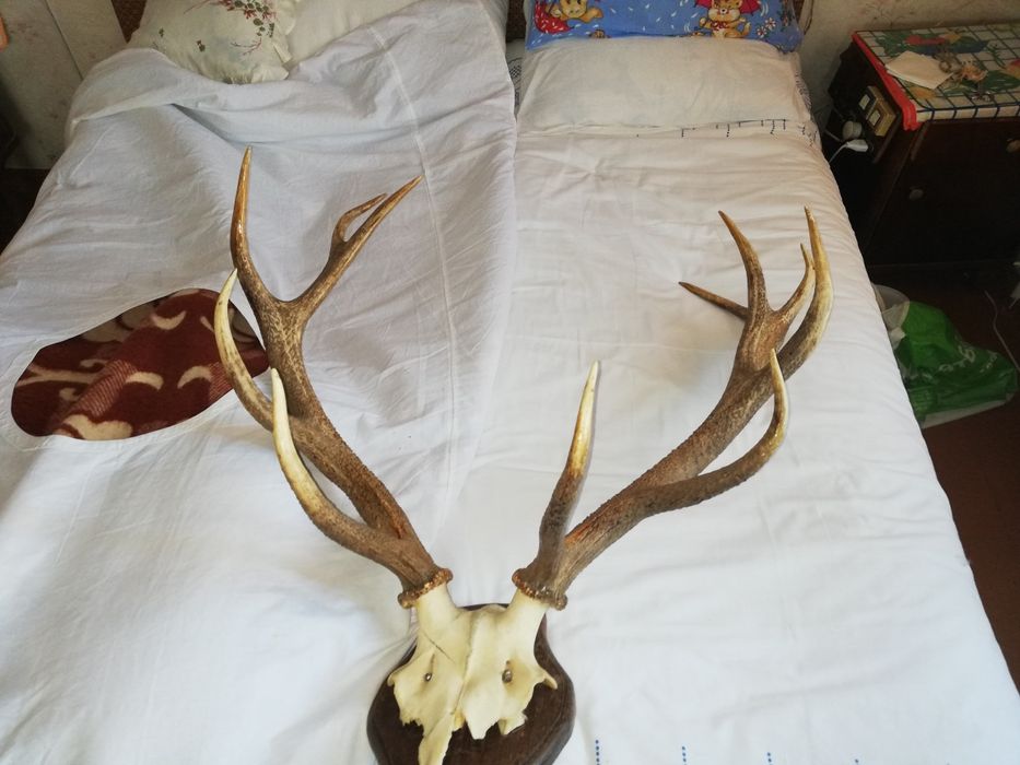 Продам оленьи и лосины роги.