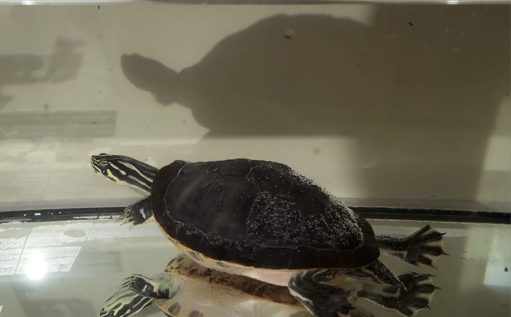 Oddam żółwia za darmo tylko dla zdecydowanych osób