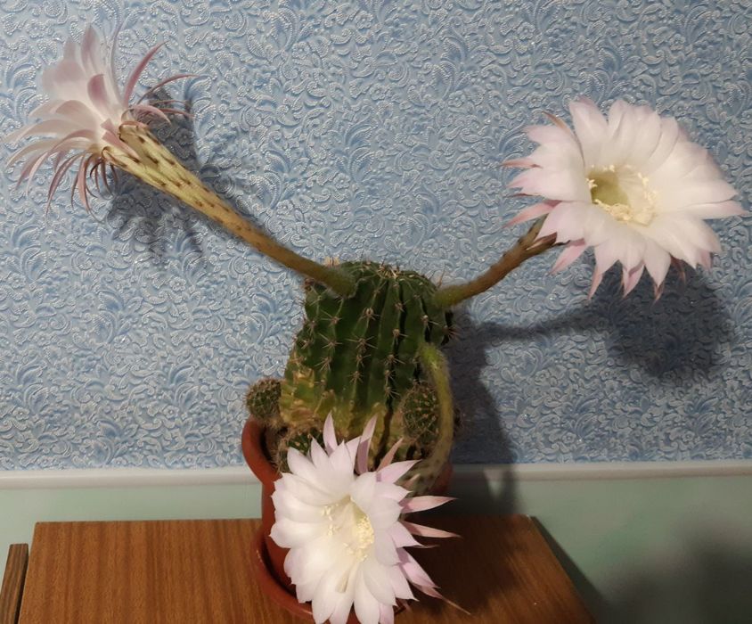 Цветы комнатные недорого,оптом дешевле.