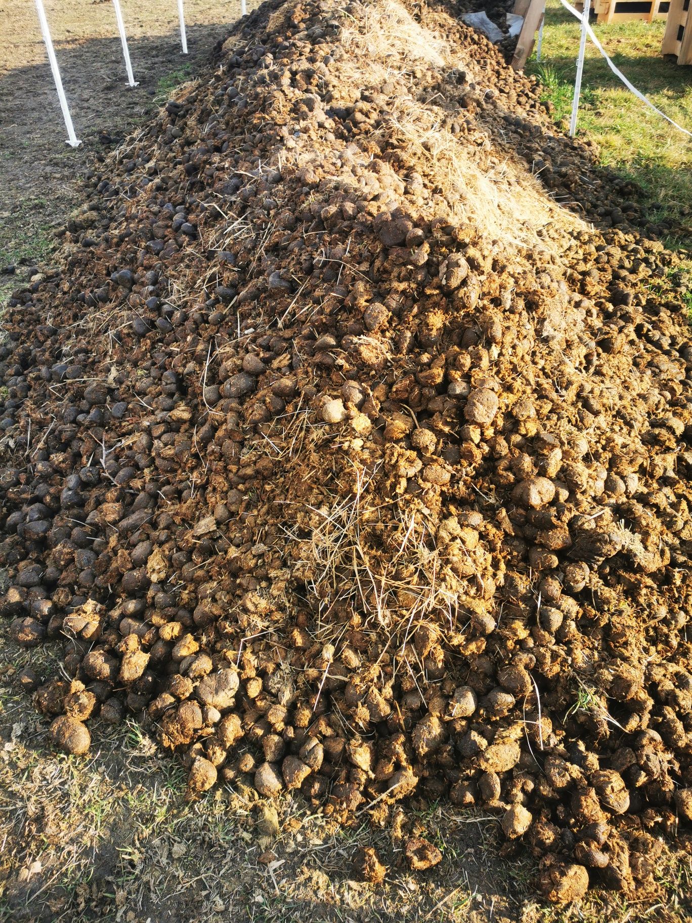 Obornik koński oddam za darmo