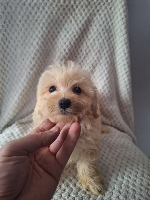 Maltipo-maltanczyk&pudel