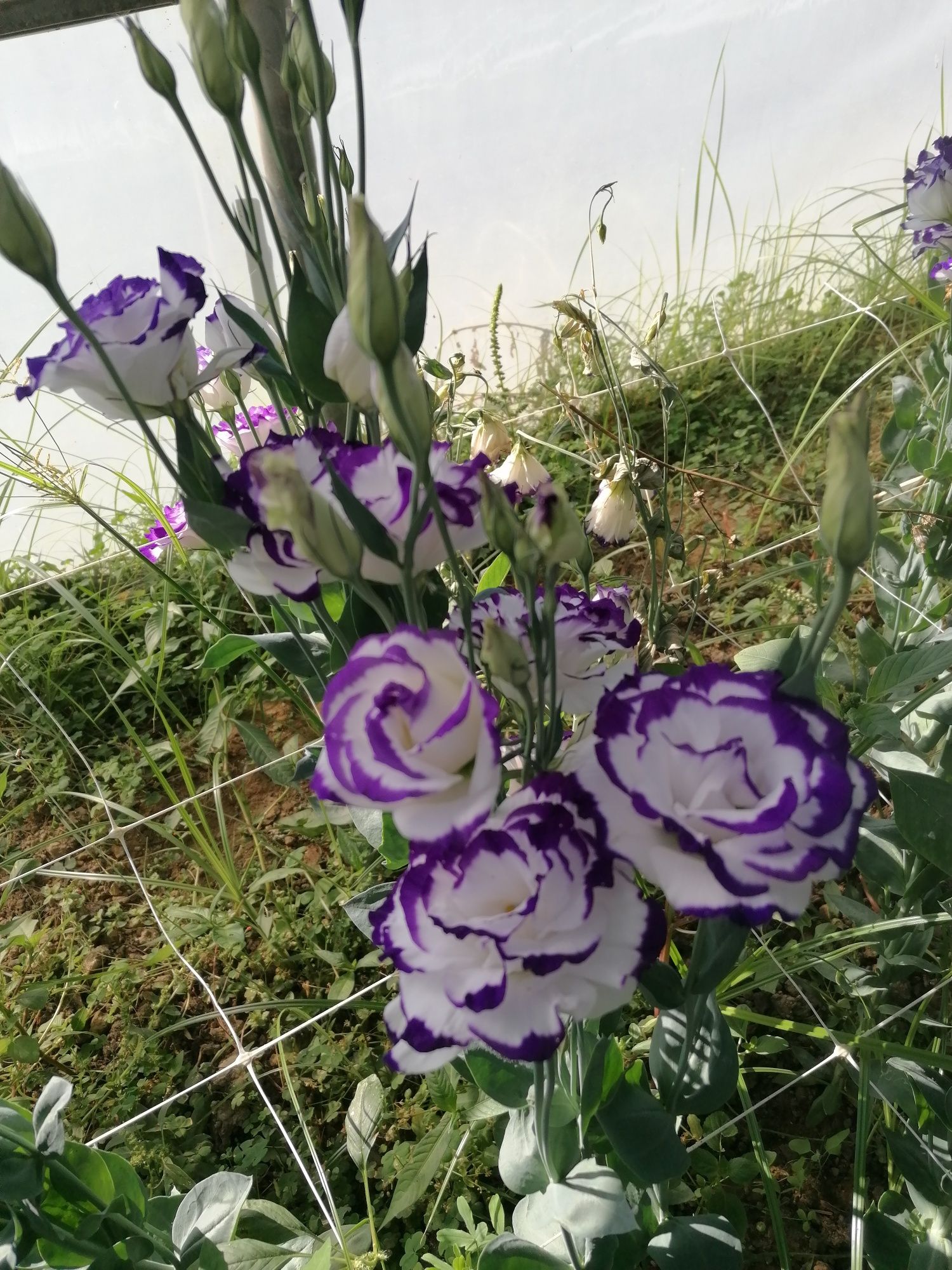 Flores de corte -