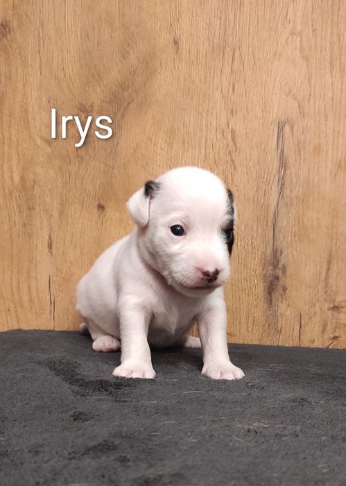 Parson Russell Terrier