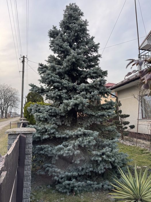 Ялинка 3 м висоти