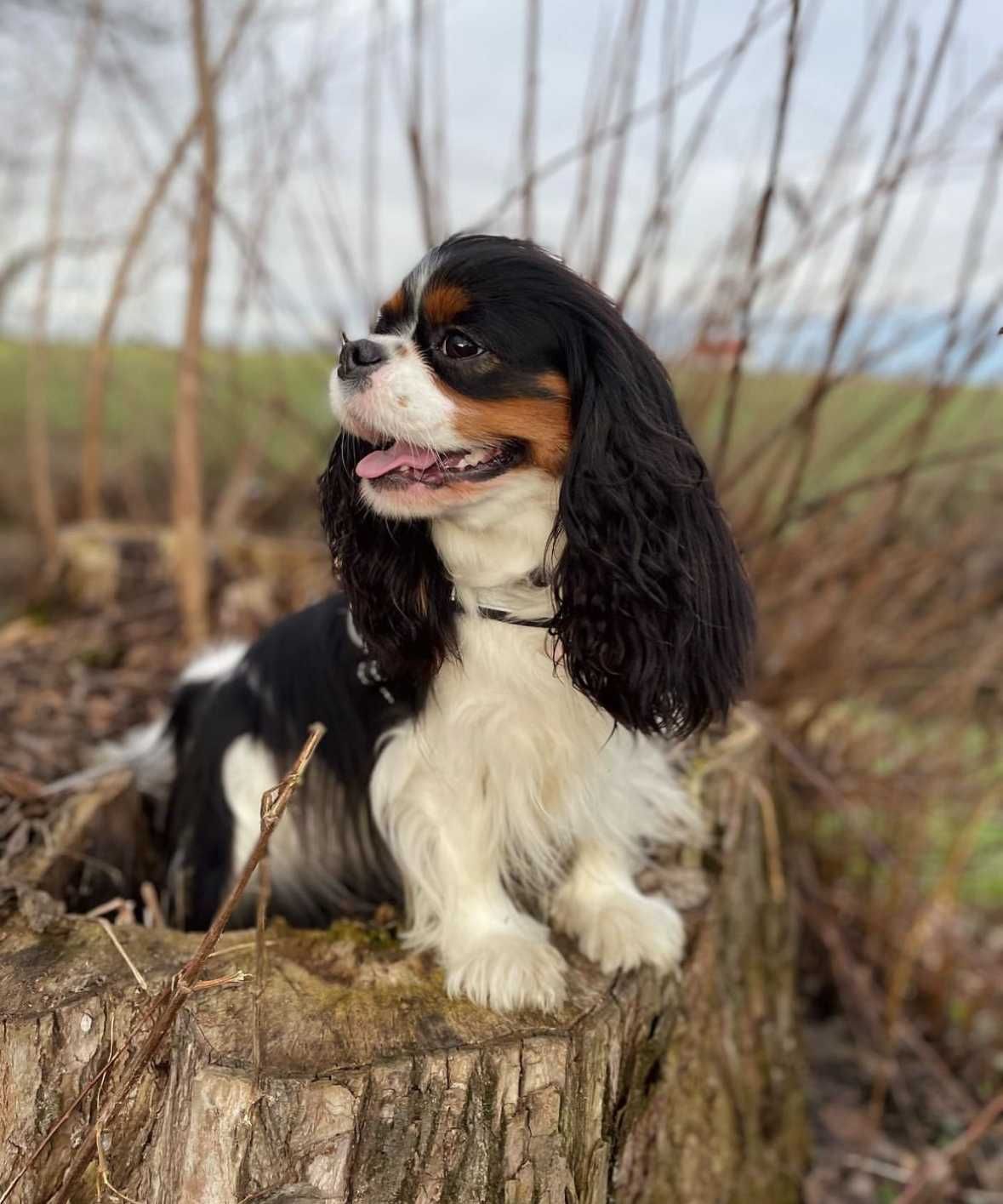 Cavalier King Charles Spaniel ZKwP FCI wolny chłopczyk