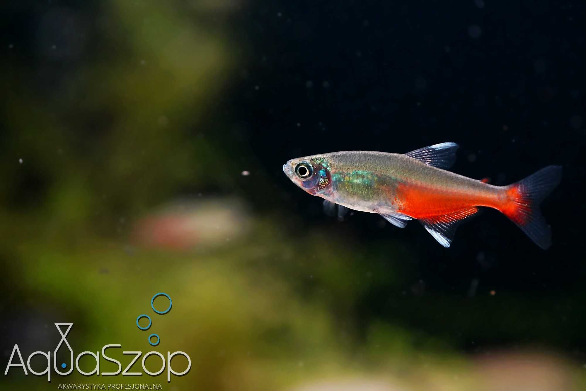 Żwawik Rathbuniego ( Aphyocharax rathbuni ) - AQUASZOP
