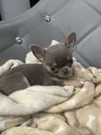 Chihuahua mini liliowy Piesek