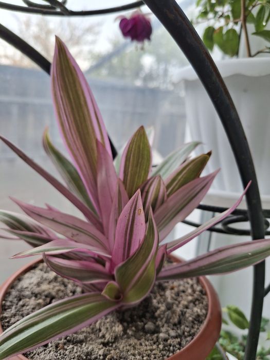 Традесканція рео