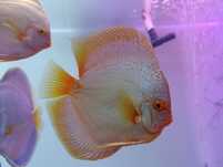 Discus adultos 19/20cm