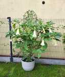 Drzewko Datura biała trąby anielskie ok 160cm