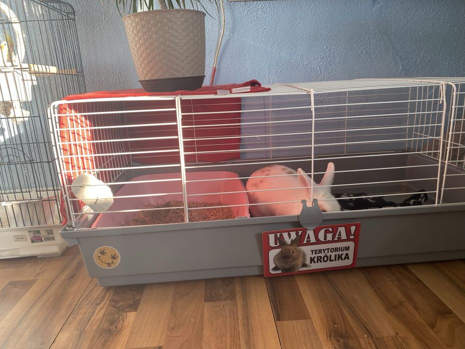 Klatka120cm dla krolika