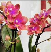 Орхидея  Dusty Belle 232861 ароматна парфюмерна фабрика з гарним листя