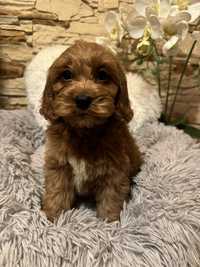 Cockapoo piesek tata pudel toy red brown mama cocker spaniel