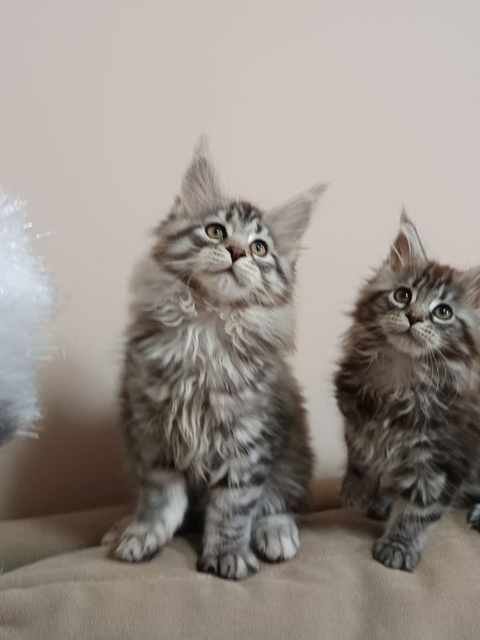 Kociaki Maine Coon z rodowodem Felis Polonia