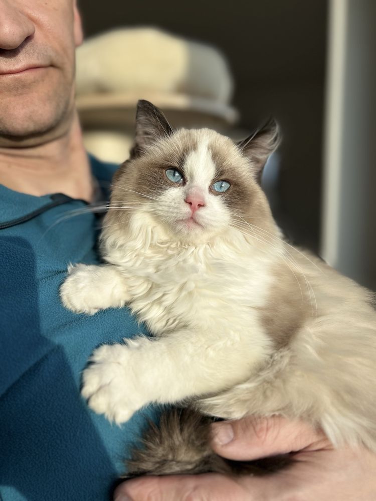 Ragdoll kocur seal bi color hodowlano wystawowy