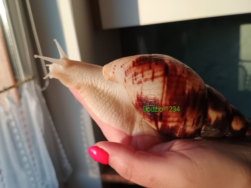 Największe ślimaki afrykańskie świata. Reticulata. Wysyłka.