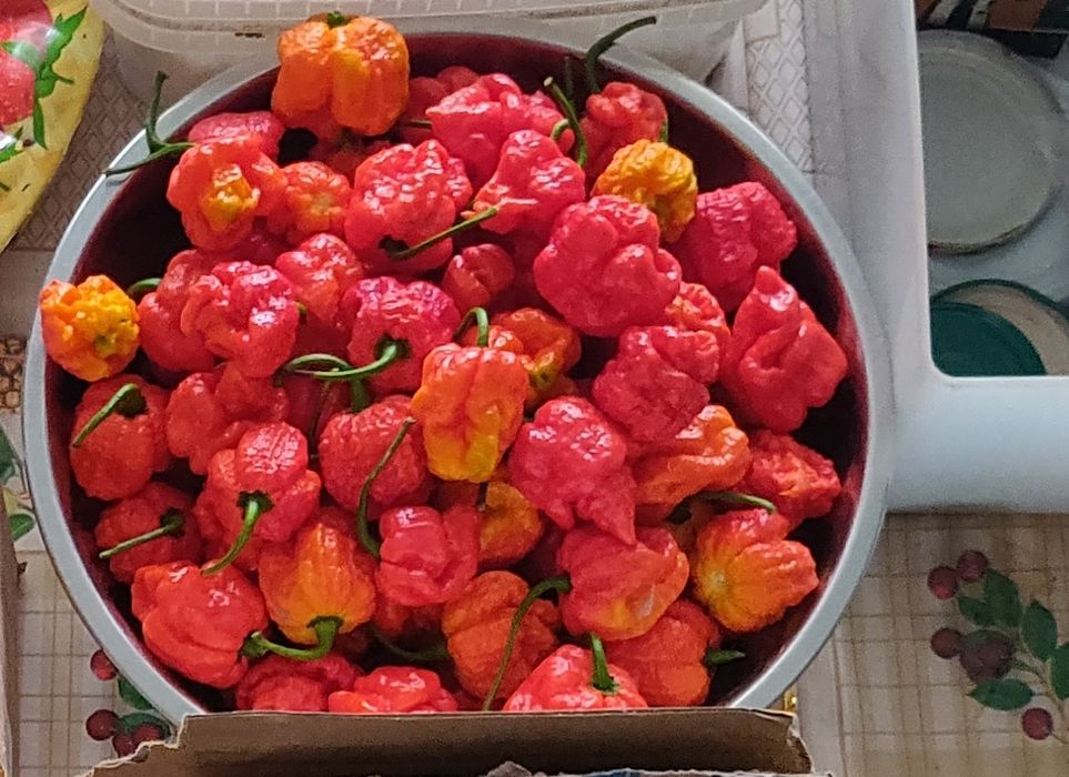 Ostry sos Carolina Reaper