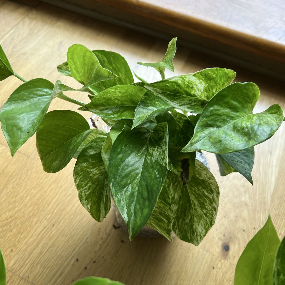 Epipremnum pinnatum MARBLE QUEEN kolekcjonerska