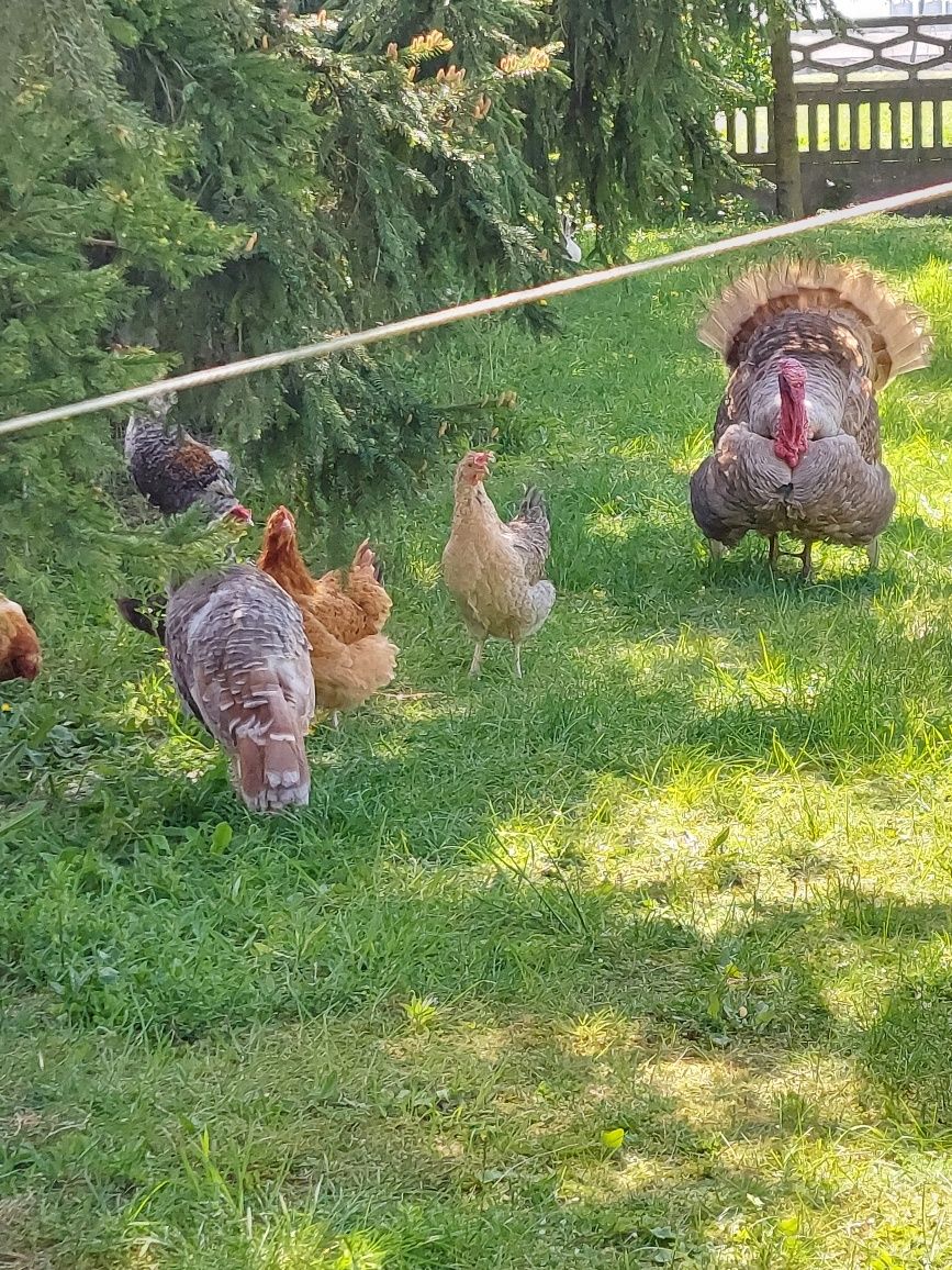 Jaja lęgowe od indyka