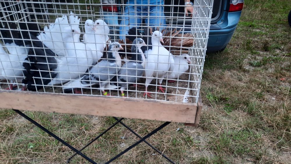 Pawiki samica samiec